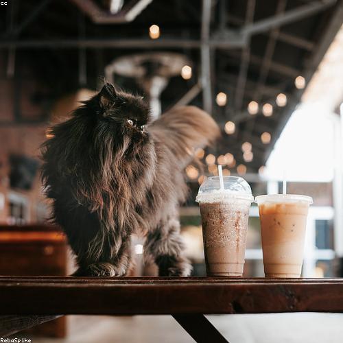 Hazelnut Cold Coffee